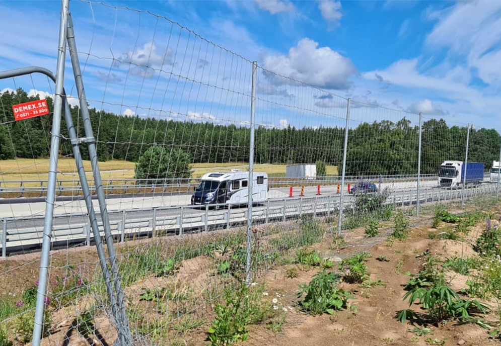 Det är över 5000 trafikolyckor med vildsvin om året i bara Sverige