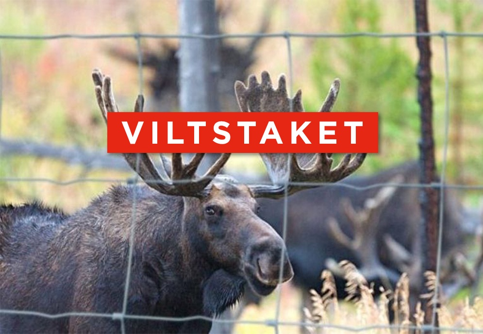 viltstaket