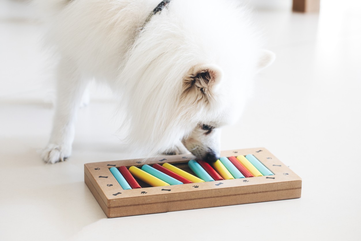 Därför är mental stimulans lika viktig som motion för din hund